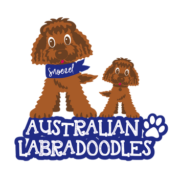 Snoezel Australian Labradoodles